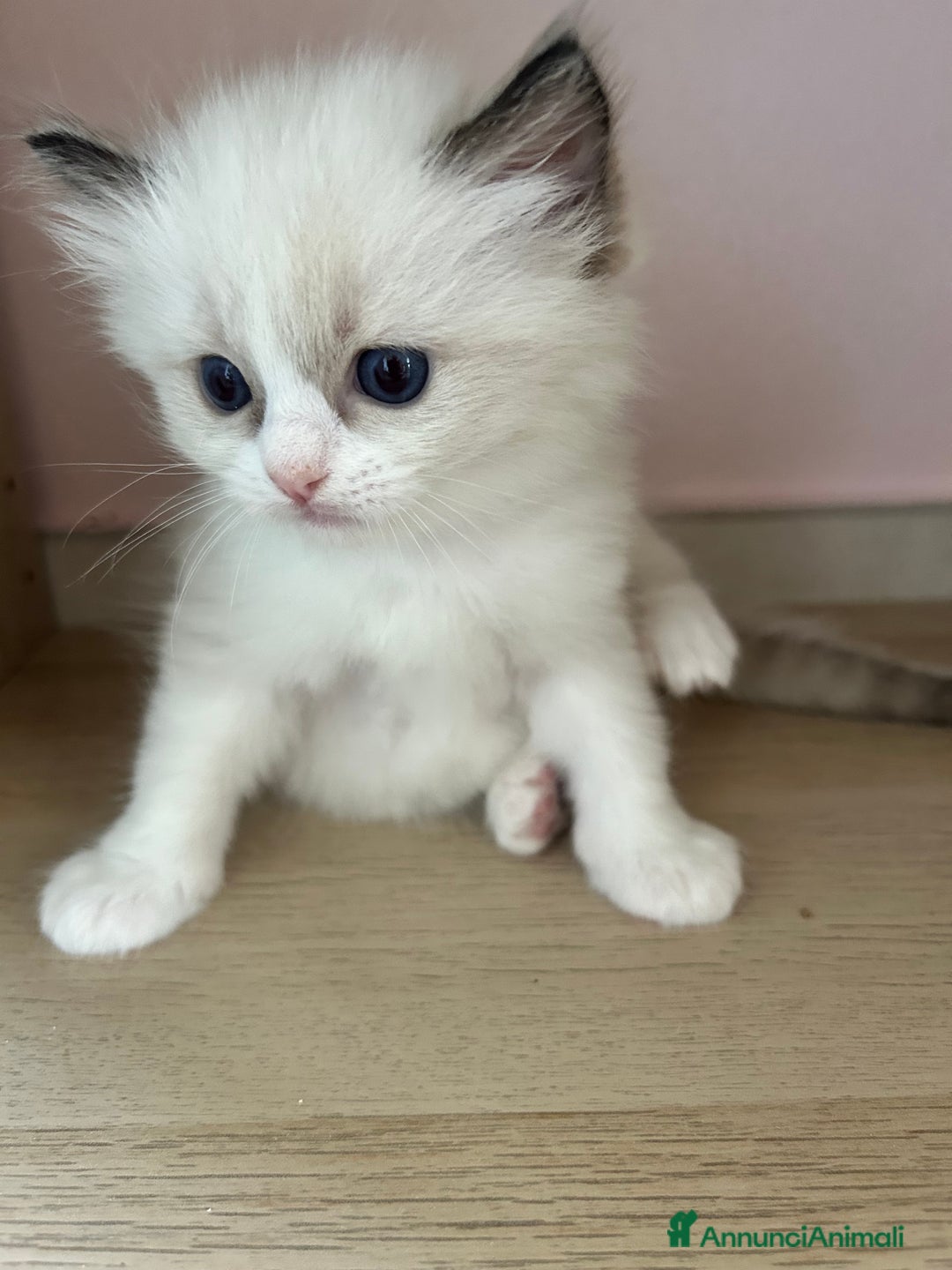 Ragdoll gatti in vendita: Cucciolo ragdoll seal bicolor e seal mitted a Provincia di Forlì-Cesena - Immagine 1