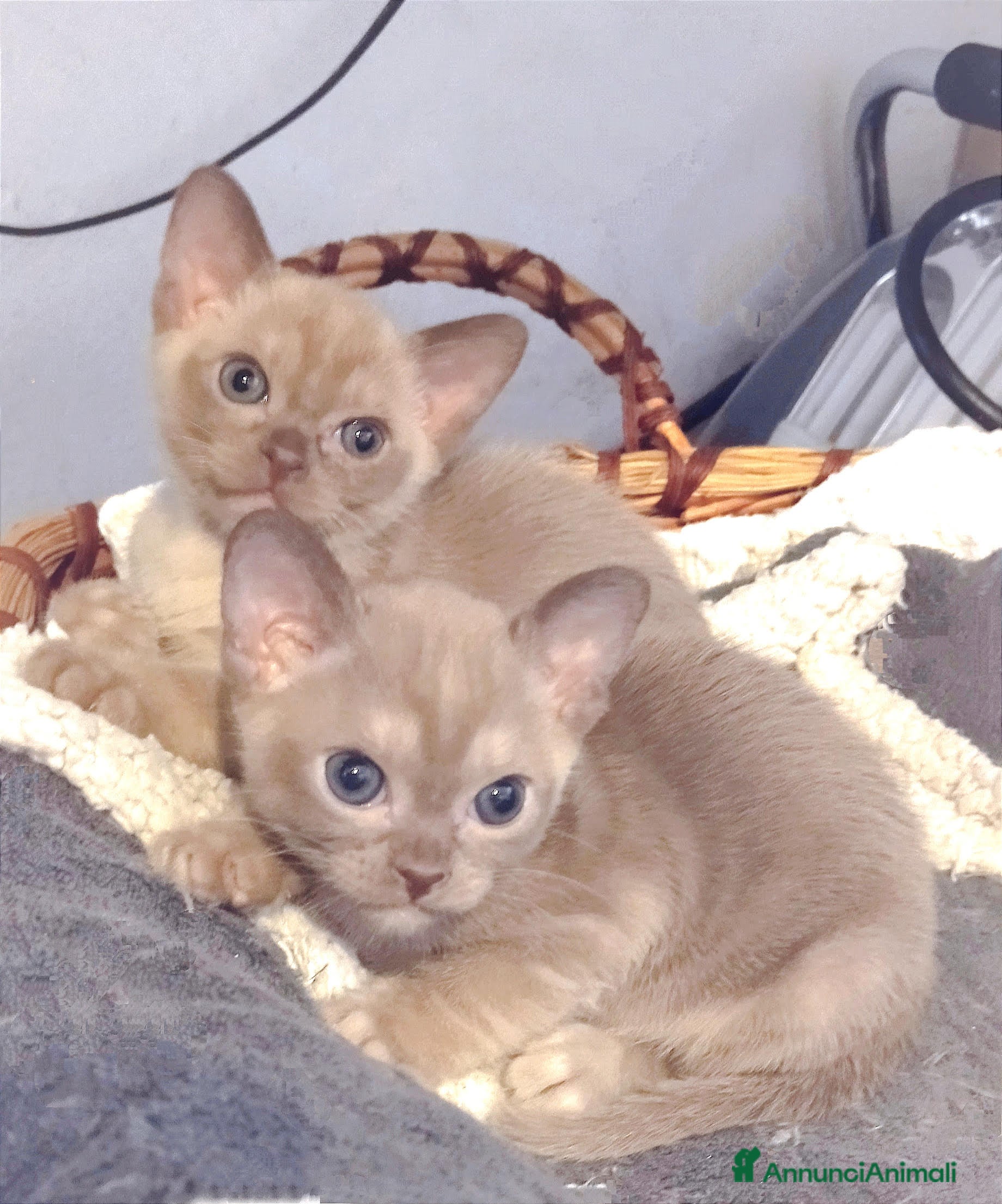 Burmese gatti Gattini Burmesi Europei Chocolate Brown a Città Metropolitana di Bologna - Annuncio 1