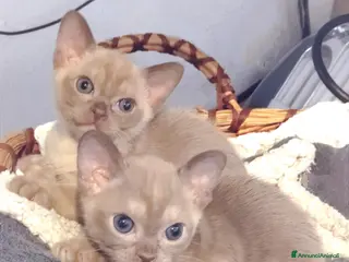 Burmese gatti Gattini Burmesi Europei Chocolate Brown a Città Metropolitana di Bologna - Annuncio 1