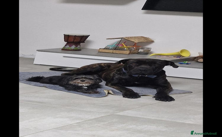 Cane Corso cani a Provincia di Modena - Annuncio 15