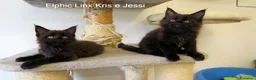 Maine Coon gatti in vendita: Magnifici Cuccioli di Maine Coon disponibili - Annuncio 1