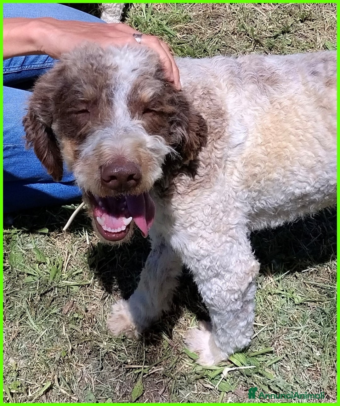 Lagotto cani in regalo: FICARRA, SIMIL LAGOTTINO 2 ANNI, ABBANDONATO LEGAT a Città metropolitana di Milano - Annuncio 4