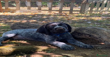 Drahthaar cani a Provincia di Pordenone - Annuncio 5