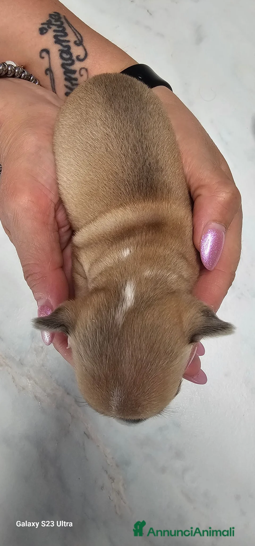 Chihuahua cani in vendita: Cuccioli di Chihuahua  - Annuncio 2