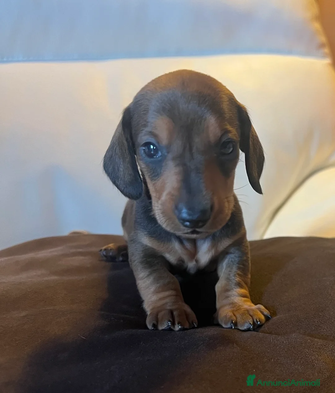 Bassotto cani in vendita: Cuccioli bassotto tedesco kaninchen e nano - Annuncio 2