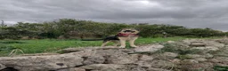 Pastore Tedesco cani in regalo: Ciao a tutti da Remì!Splendido Simil pastore (CT) - Annuncio 8
