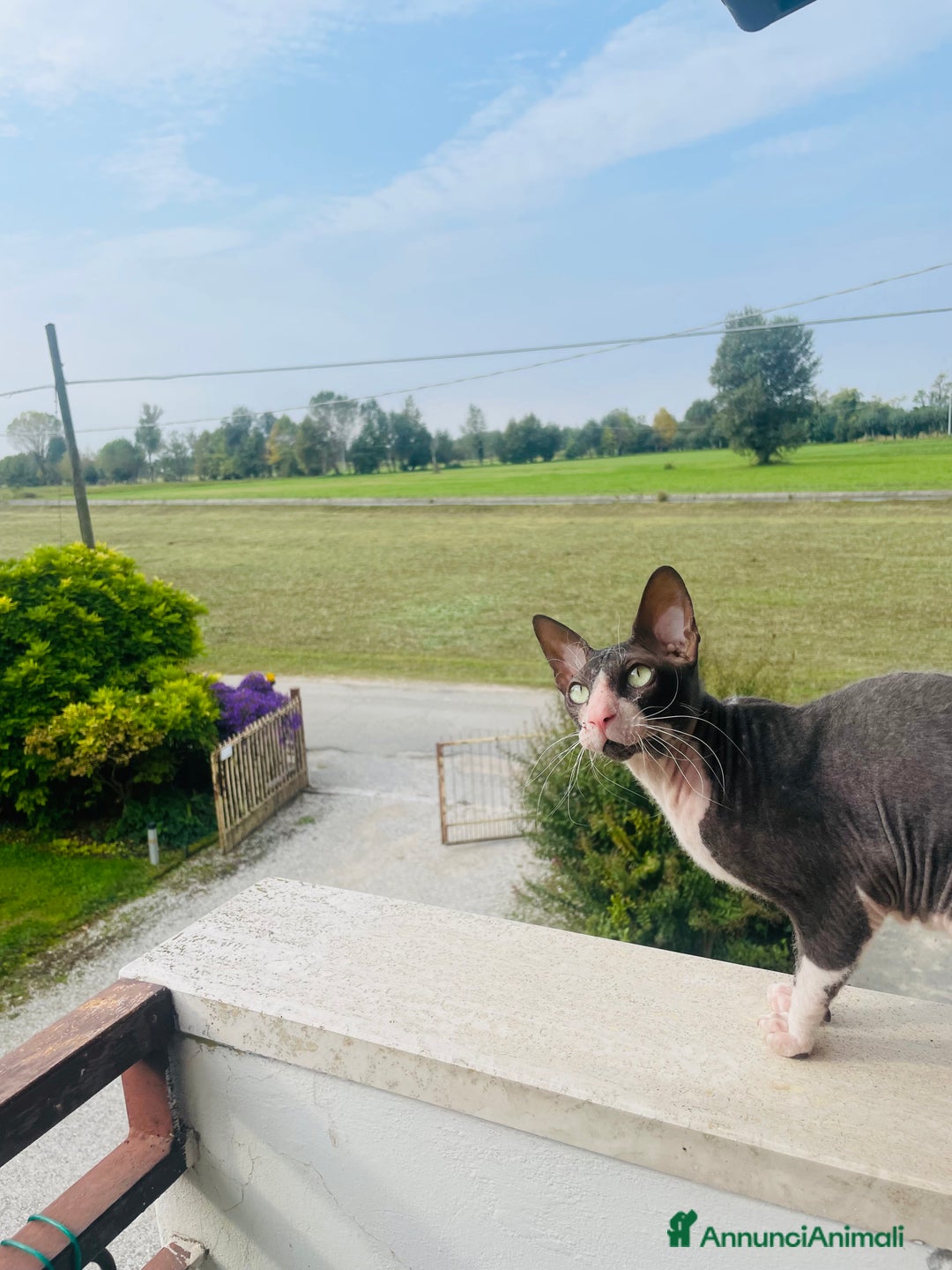 Sphynx gatti in regalo: Regalo gatto Sphynx - Annuncio 6