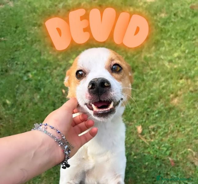 Meticcio cani DEVID, simpatico simil Jack russel - Annuncio 39