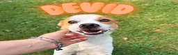 Meticcio cani in regalo: DEVID, simpatico simil Jack russel - Annuncio 1