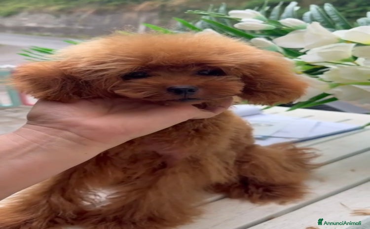 Barboncino Toy cani a Provincia di Savona - Annuncio 6