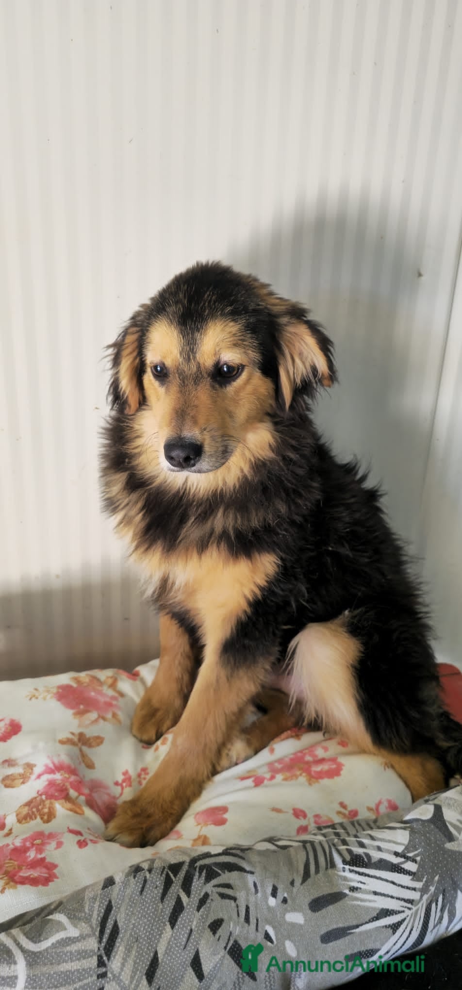 Meticcio cani bello  - Annuncio 30