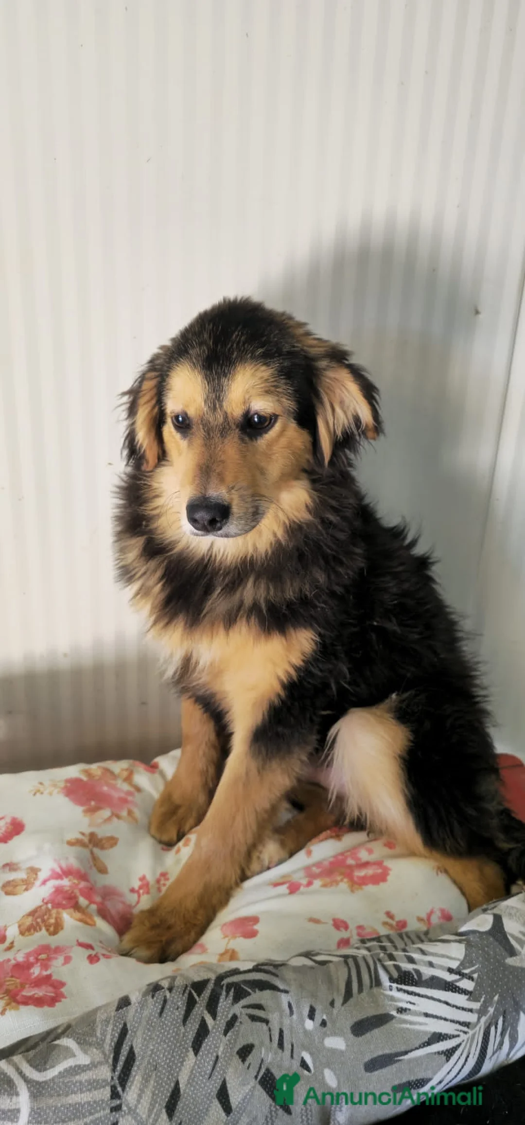 Meticcio cani in regalo: bello  - Annuncio 1