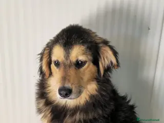 Meticcio cani bello - Annuncio 30