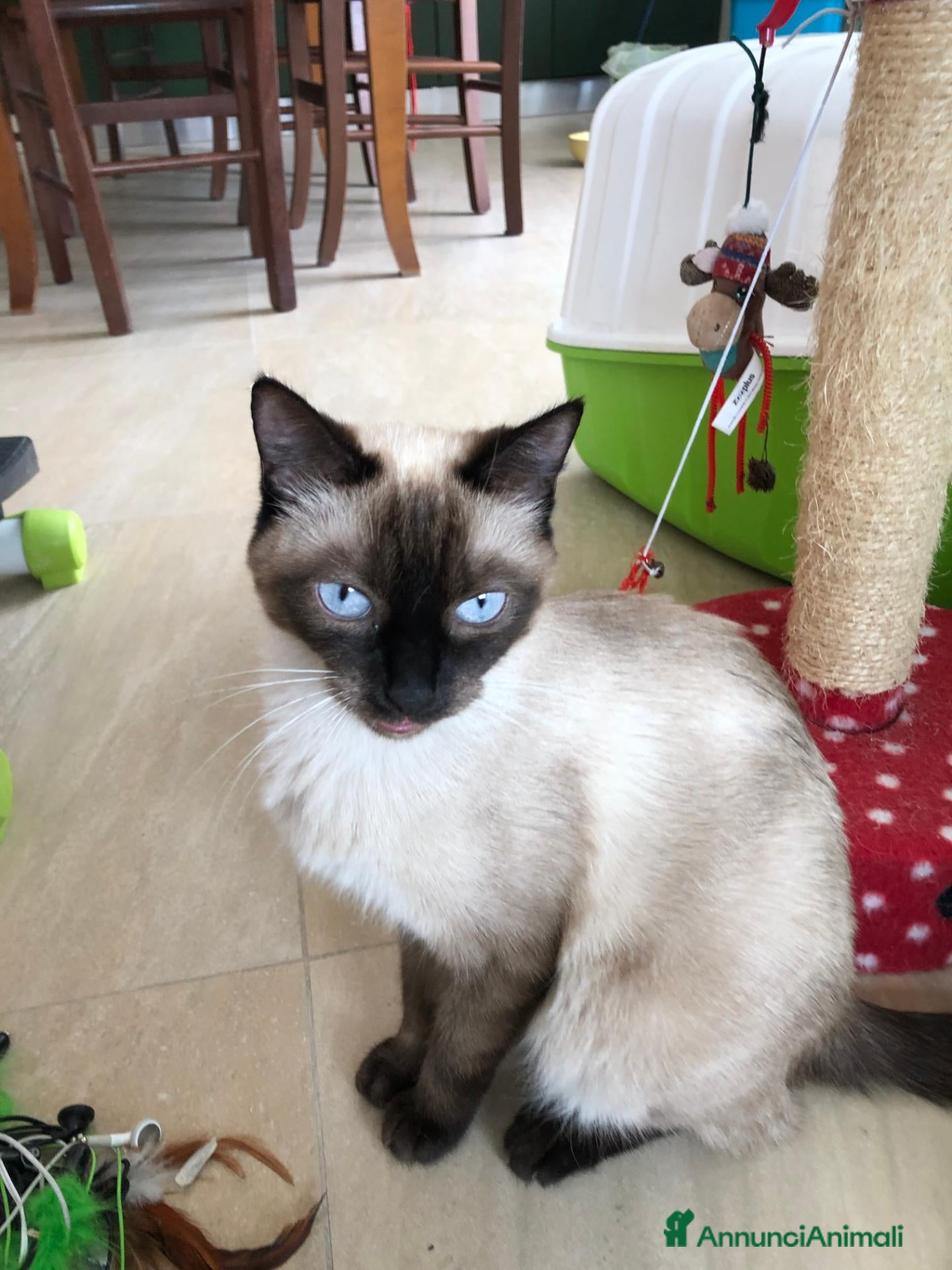 Siamese gatti Cuccioli siamesi thai - Annuncio 1