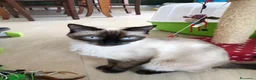 Siamese gatti in vendita: Cuccioli siamesi thai - Annuncio 1