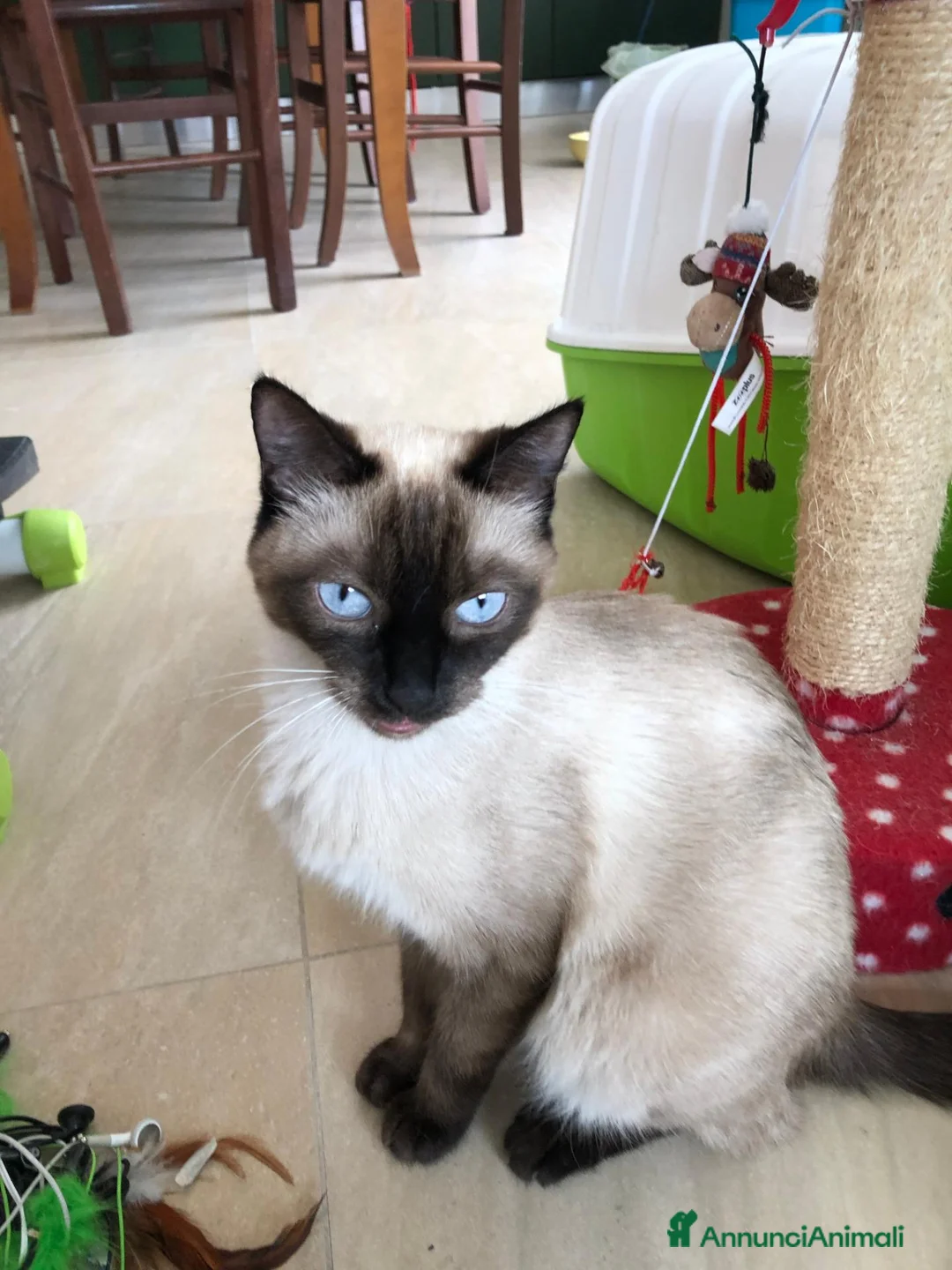 Siamese gatti in vendita: Cuccioli siamesi thai - Annuncio 1