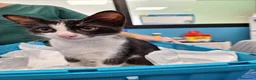 Meticcio gatti in regalo: Burrito dolcissimo micetto in adozione  - Annuncio 1