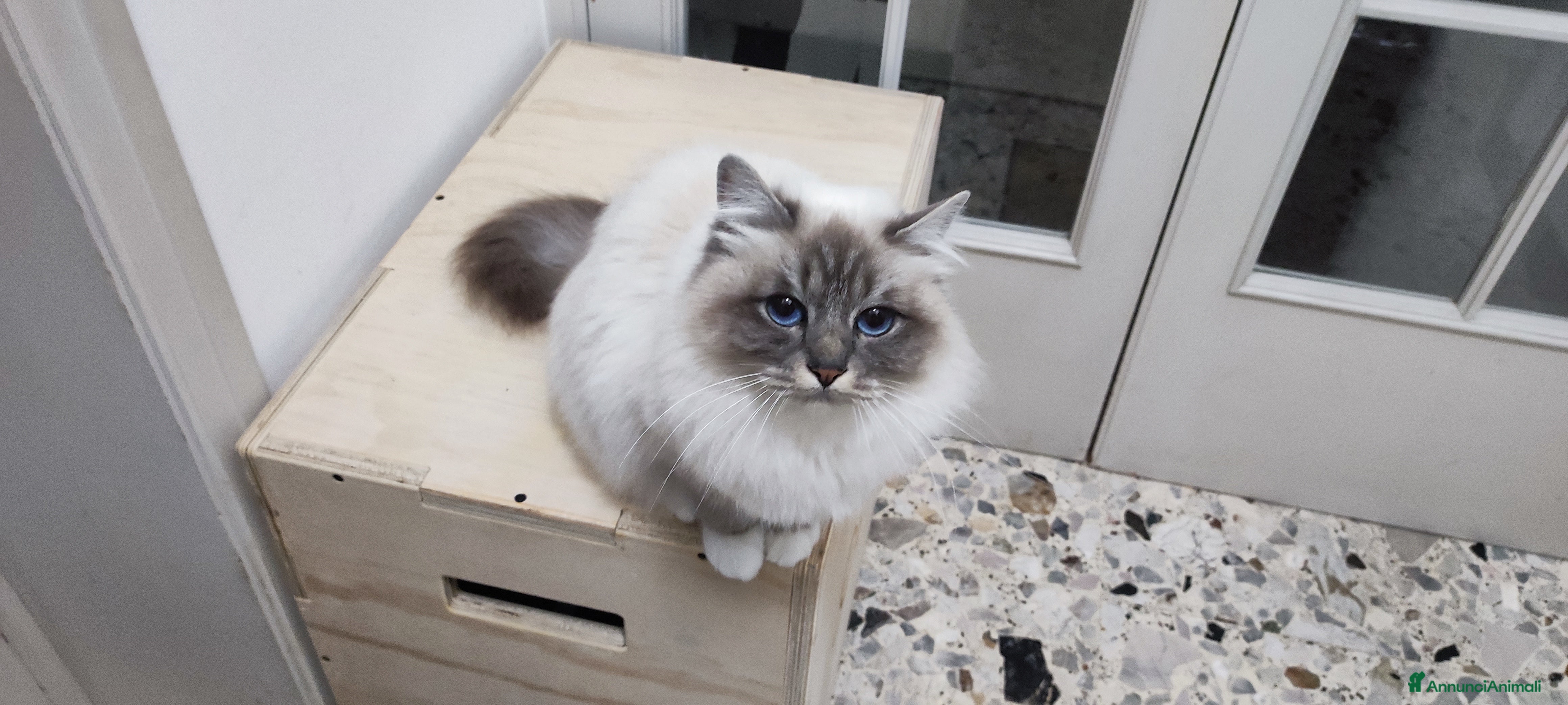 Sacro di Birmania gatti Femmina adulta di Sacro di Birmania - Annuncio 1