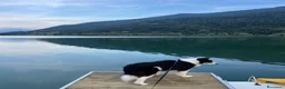 Border Collie cani per accoppiamento: BORDER COLLIE PER RIPRODUZIONE - Annuncio 8