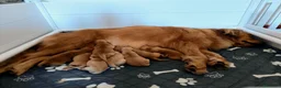 Golden Retriever cani in vendita: Golden Retriever Americani 100% - Annuncio 2