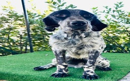 Setter Inglese cani in regalo: Setter inglese 2 anni buonissimo  - Immagine 2