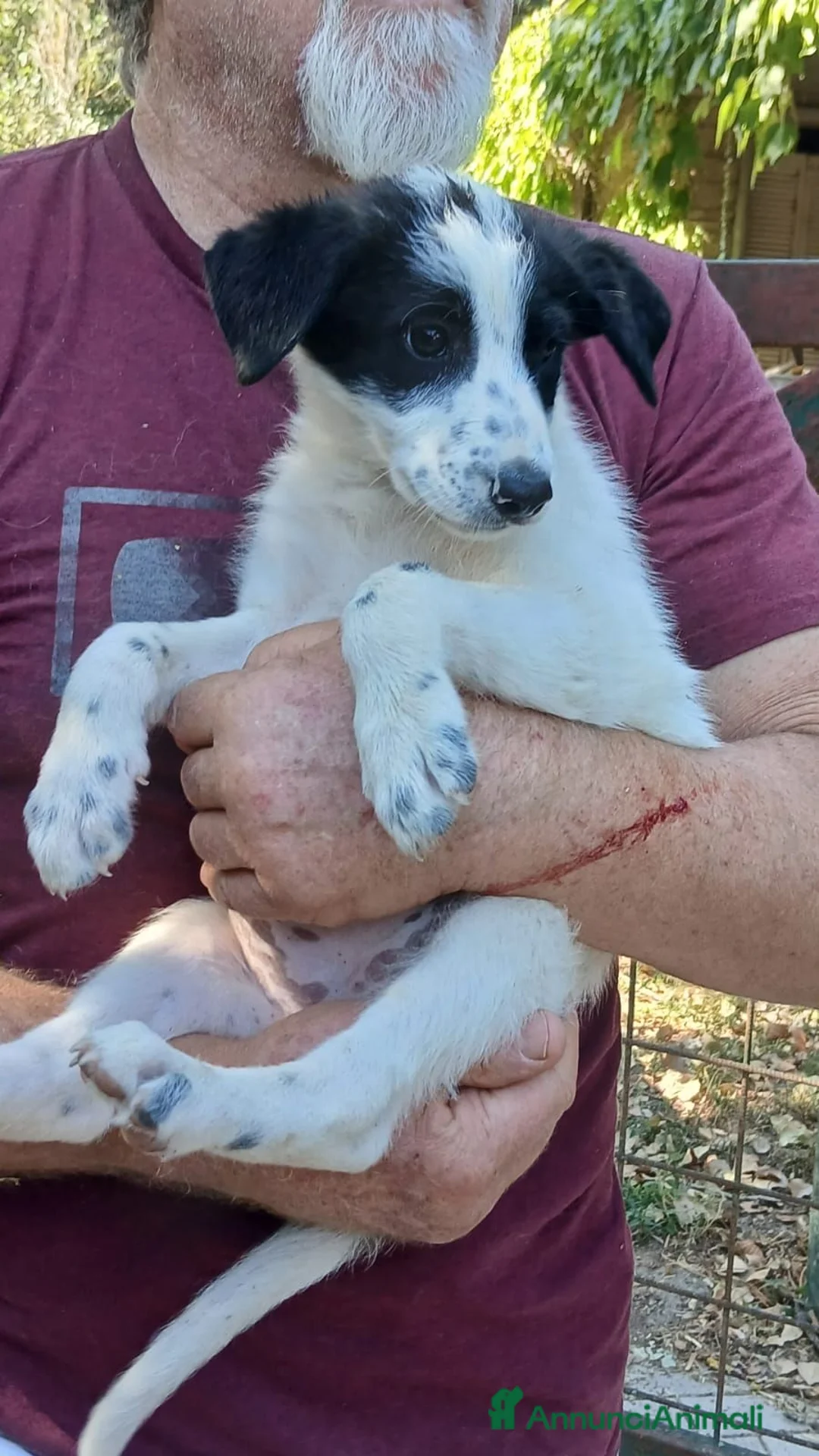 Meticcio cani in regalo: LA SPLENDIDA BELINDA HA BISOGNO DI UNA CASA - Annuncio 1