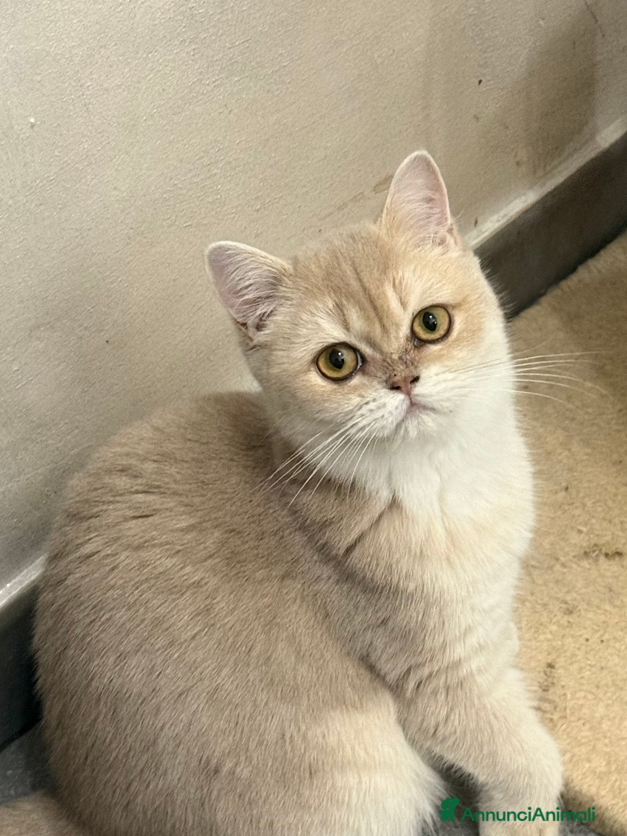 British gatti British femmina lilac  - Annuncio 1