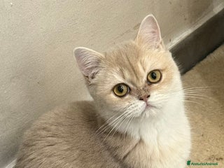 British gatti British femmina lilac - Annuncio 1