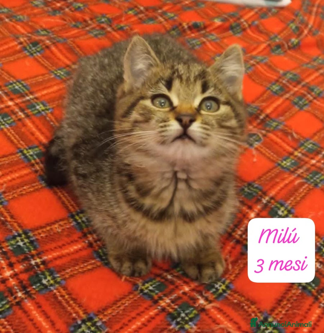 Altre razze gatti in regalo: Gattini desiderosi di trovare famiglia  - Annuncio 1