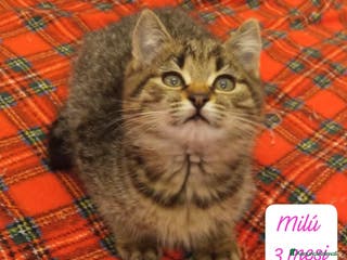 Altre razze gatti Gattini desiderosi di trovare famiglia - Annuncio 6