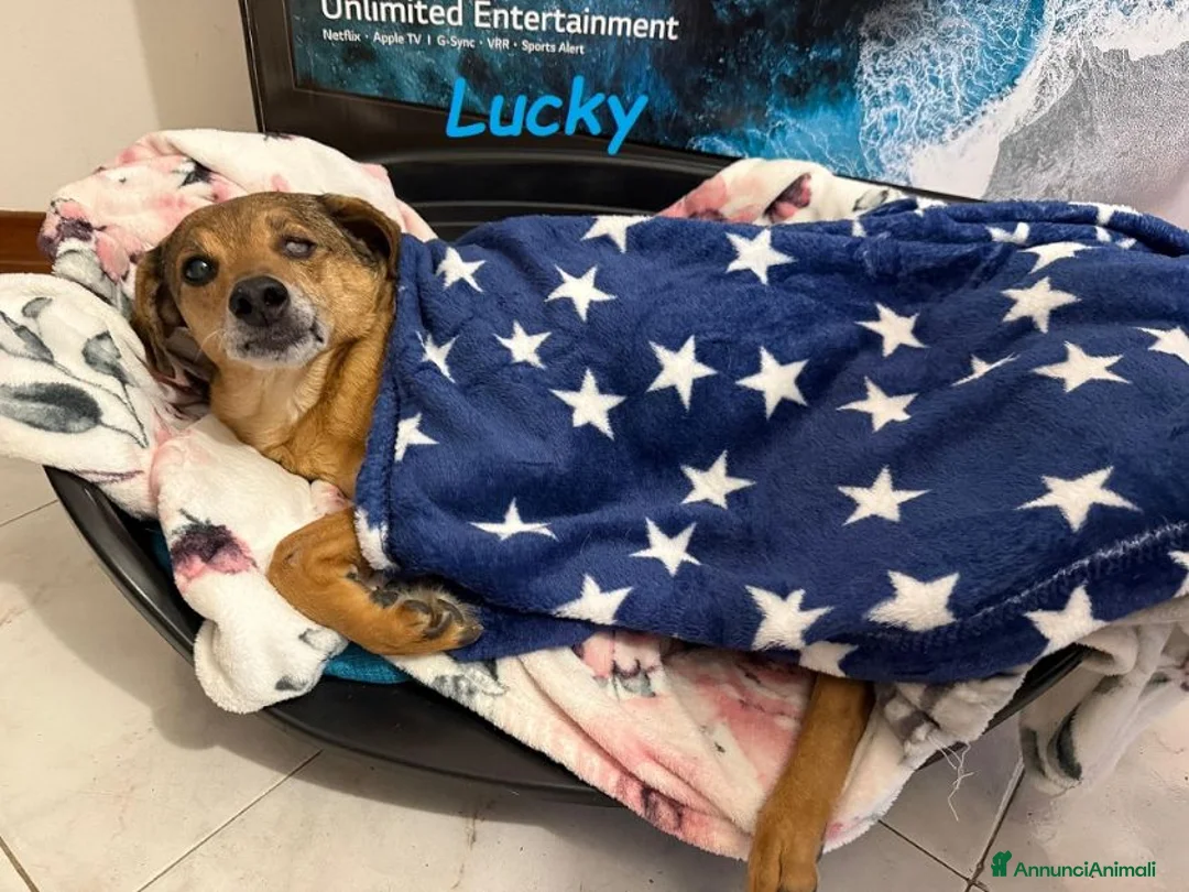 Meticcio cani in regalo: LUCKY buono ed affettuoso tg contenuta - Annuncio 2