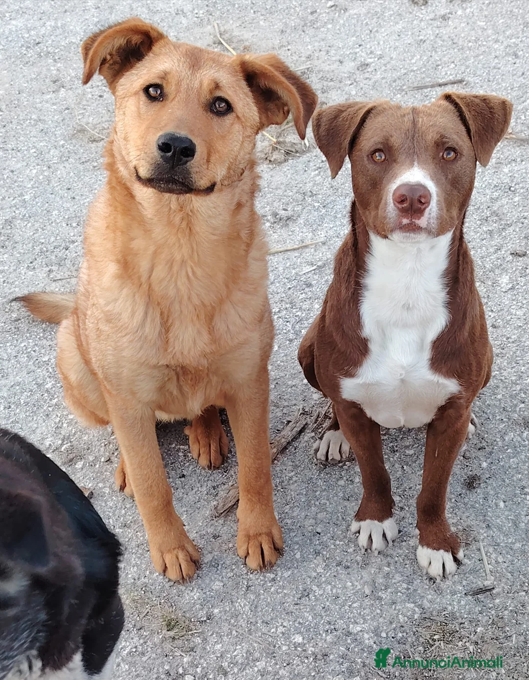 Meticcio cani in regalo: CUCCIOLI TENERISSIMI SENZA FUTURO a Provincia di Modena - Annuncio 2