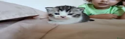 Scottish gatti in vendita: Scottish straight  - Annuncio 11
