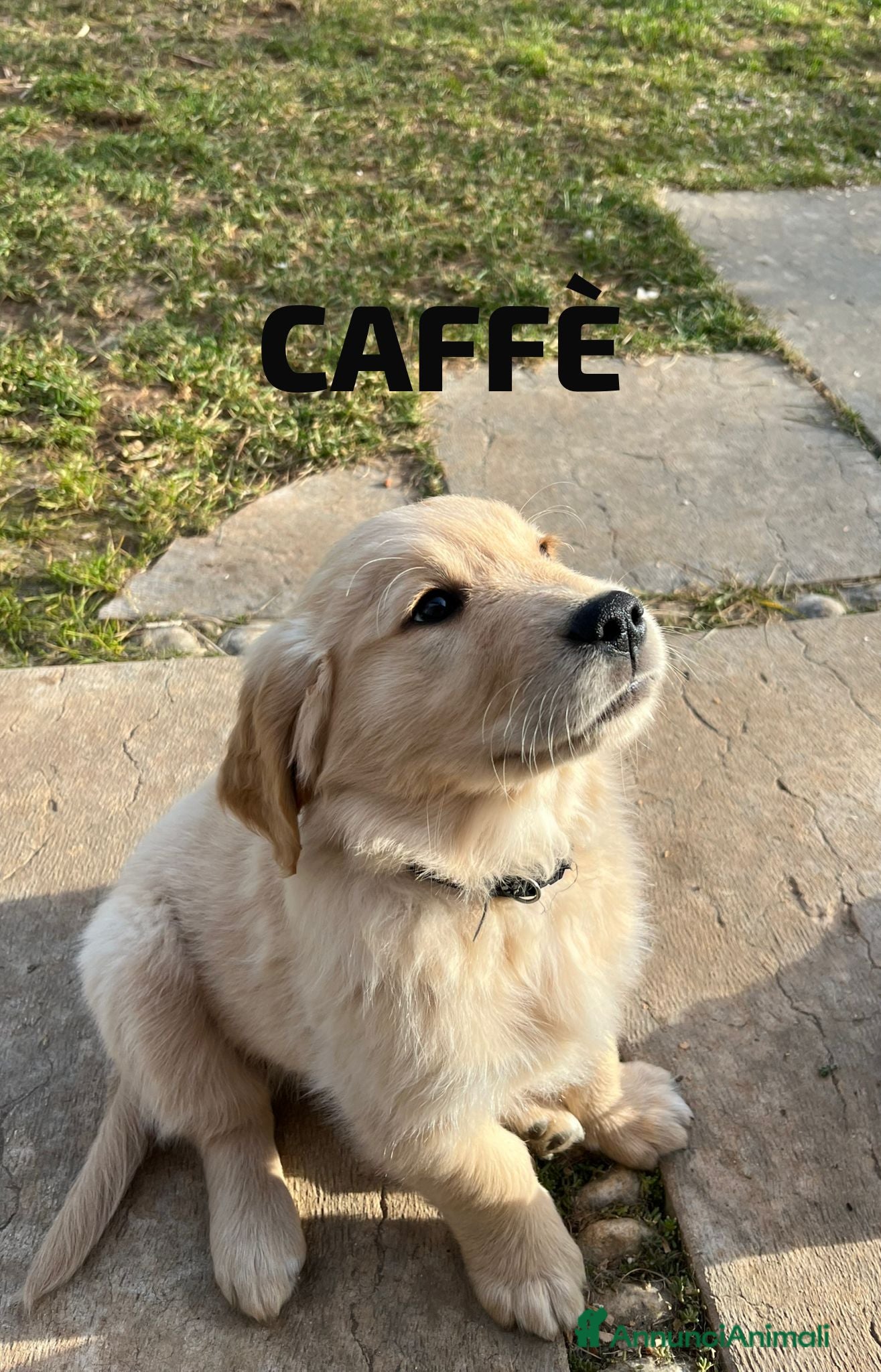 Golden Retriever cani Golden Retriever  - Annuncio 2