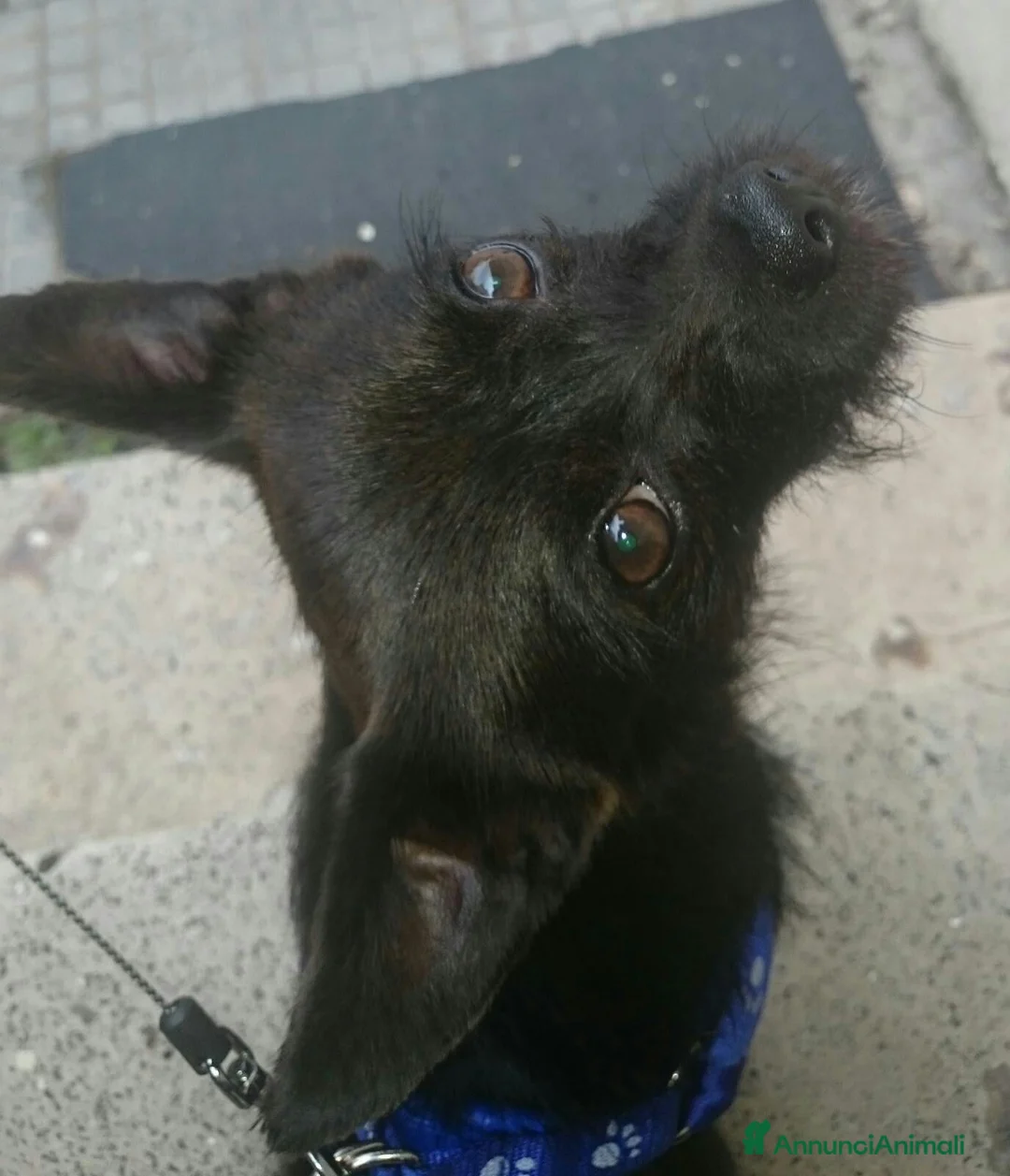 Meticcio cani per accoppiamento: Yoda il cane di un intelligenza indescrivibile - Annuncio 2