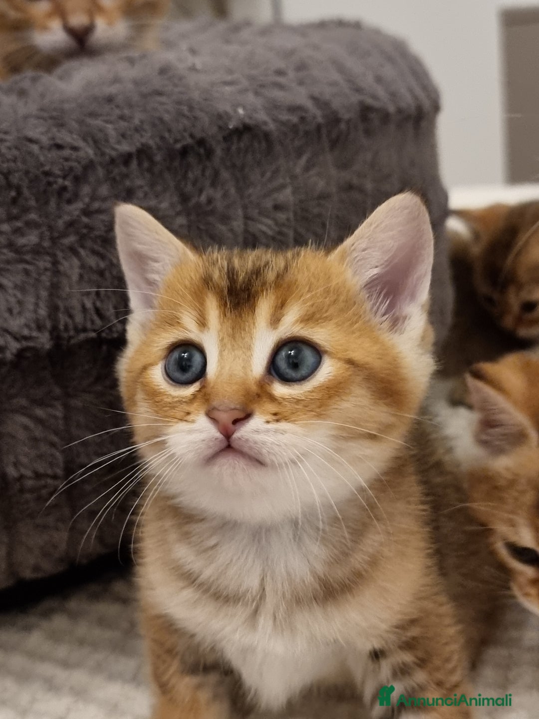 Bengala gatti in vendita: Bengala  - Annuncio 9