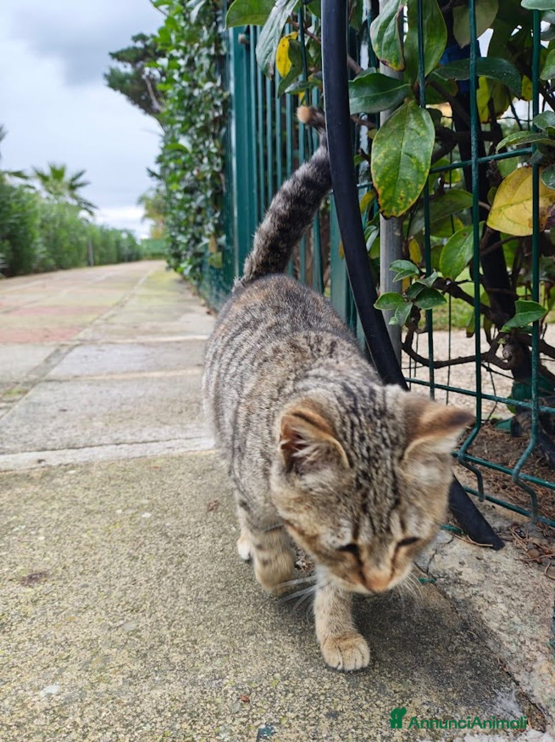 Europeo gatti in regalo: PALLINA, piccola micina di soli 3 mesi - Annuncio 6