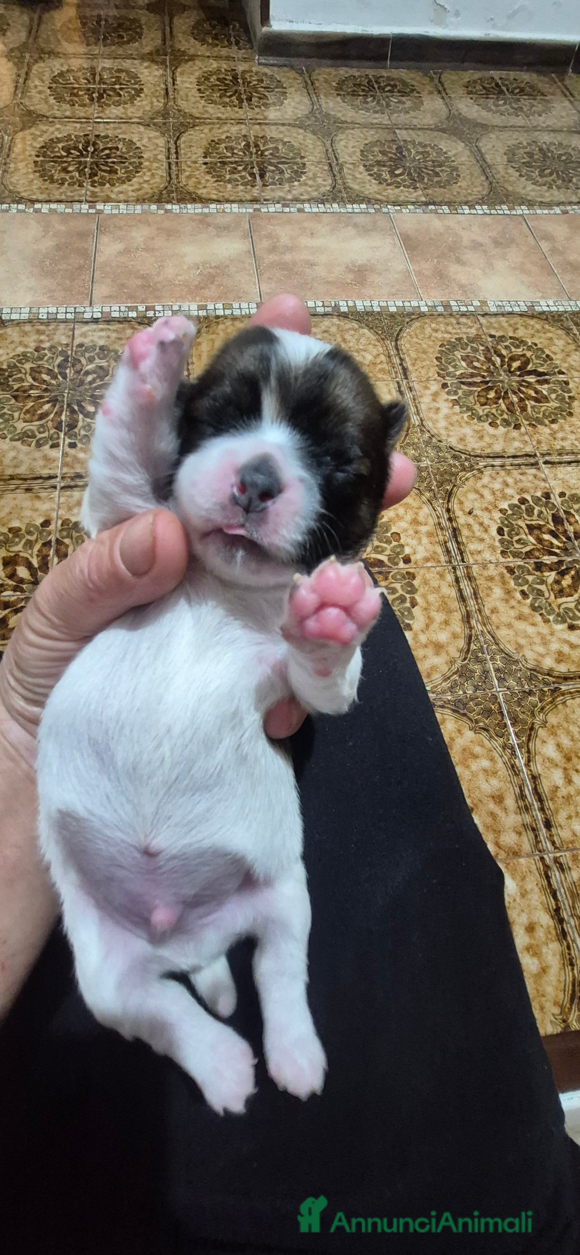 Pechinese cani  4 Cuccioli di pechinese cercano una nuova casa. - Annuncio 1