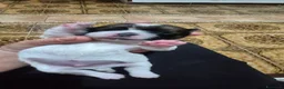 Pechinese cani in vendita:  4 Cuccioli di pechinese cercano una nuova casa. - Annuncio 1