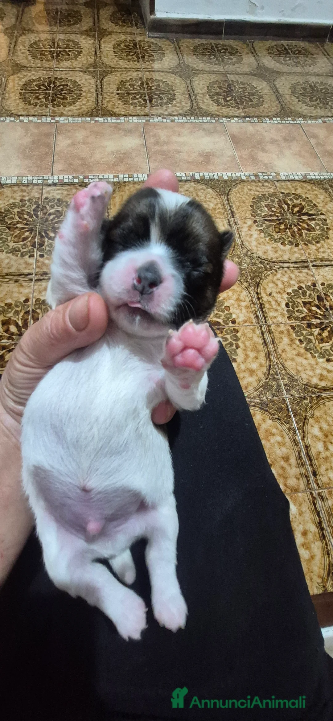 Pechinese cani in vendita:  4 Cuccioli di pechinese cercano una nuova casa. - Annuncio 1