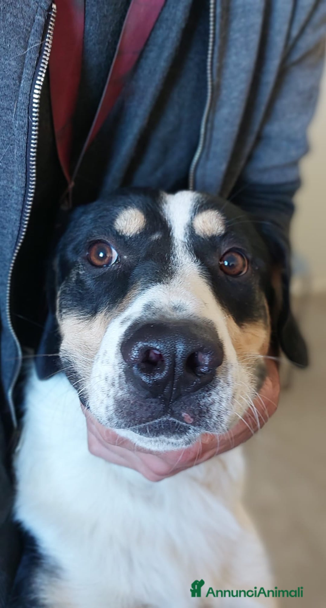 Meticcio cani in regalo: meraviglioso Pablo va d'accordo col mondo - Annuncio 3