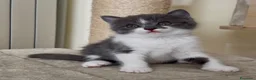 Scottish gatti in vendita: Scottish fold e straight  - Annuncio 36