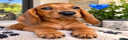 Bassotto cani in vendita: CUCCIOLI BASSOTTI STANDARD - Annuncio 2