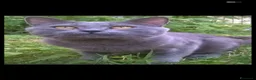 Certosino gatti in vendita: CUCCIOLI DI CERTOSINO PURISSIMI  - Annuncio 15
