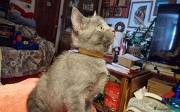 Certosino gatti in vendita: Cuccioli Certosini disponibili a Città Metropolitana di Firenze - Immagine 5