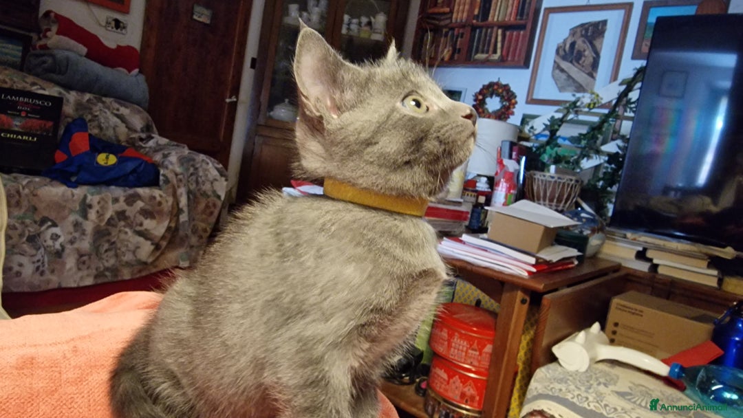 Certosino gatti in vendita: Cuccioli Certosini disponibili a Città Metropolitana di Firenze - Immagine 5