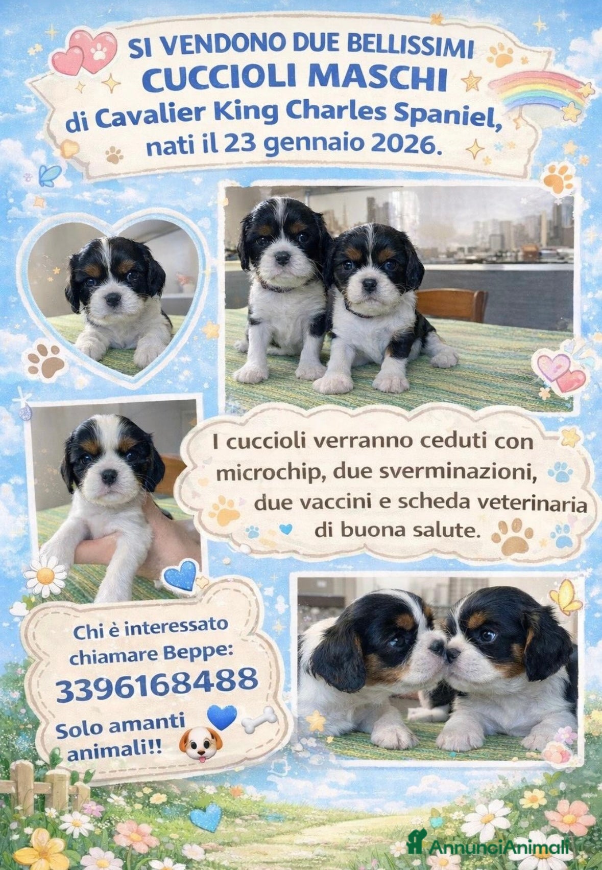 Cavalier King cani  cuccioli di Cavalier King Charles Spaniel - Annuncio 1