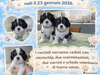 Cavalier King cani cuccioli di Cavalier King Charles Spaniel - Annuncio 1