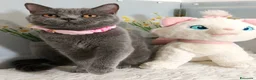 Scottish gatti in vendita: Scottish Straight MILLY - Annuncio 6