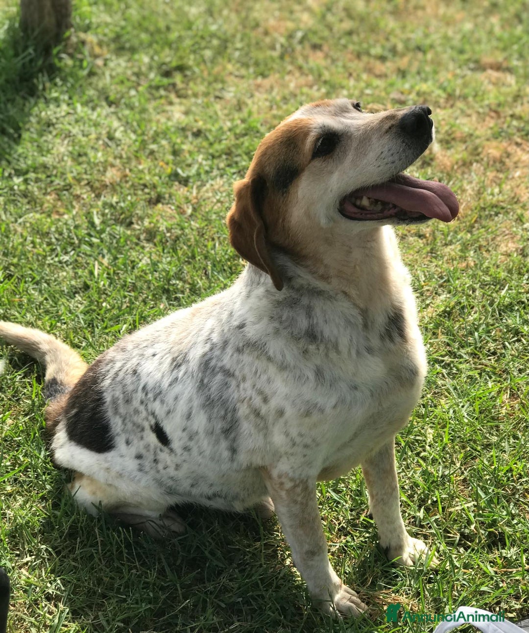 Meticcio cani in regalo: BILLY, simil beagle diversamente giovane a Provincia di Latina - Annuncio 6